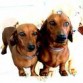 perros reyes